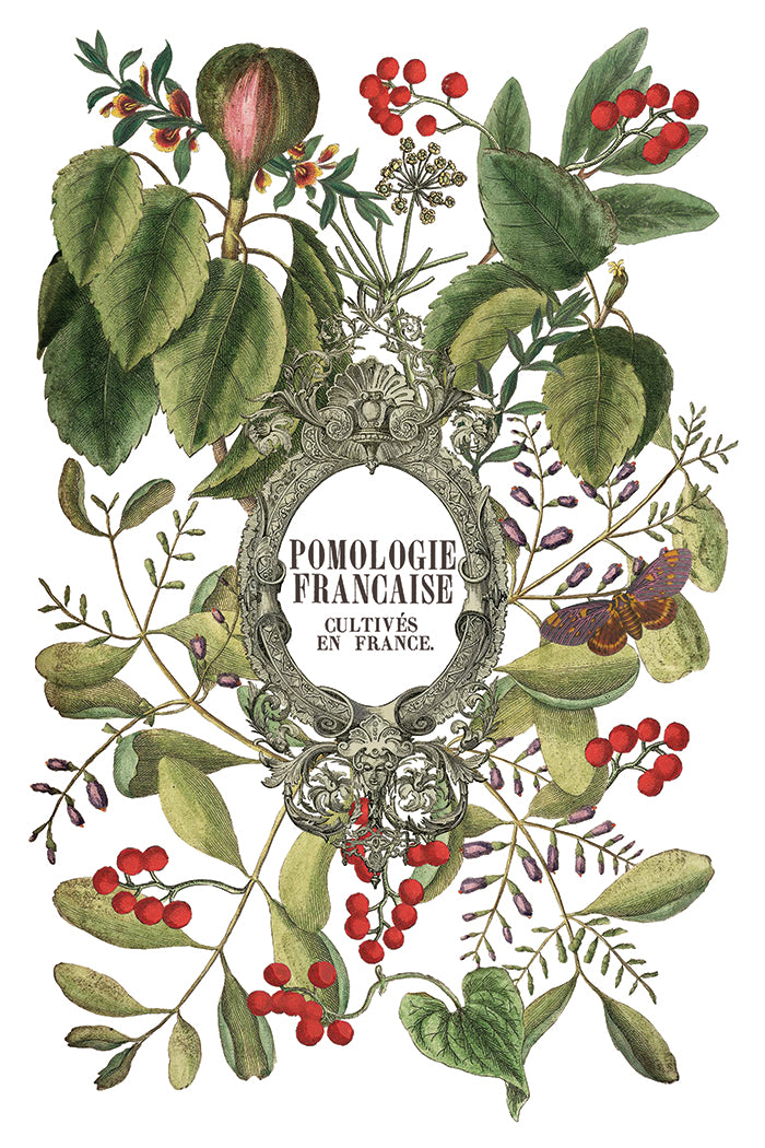 Iron Orchid Designs - Clementine Decor Transfer Pad