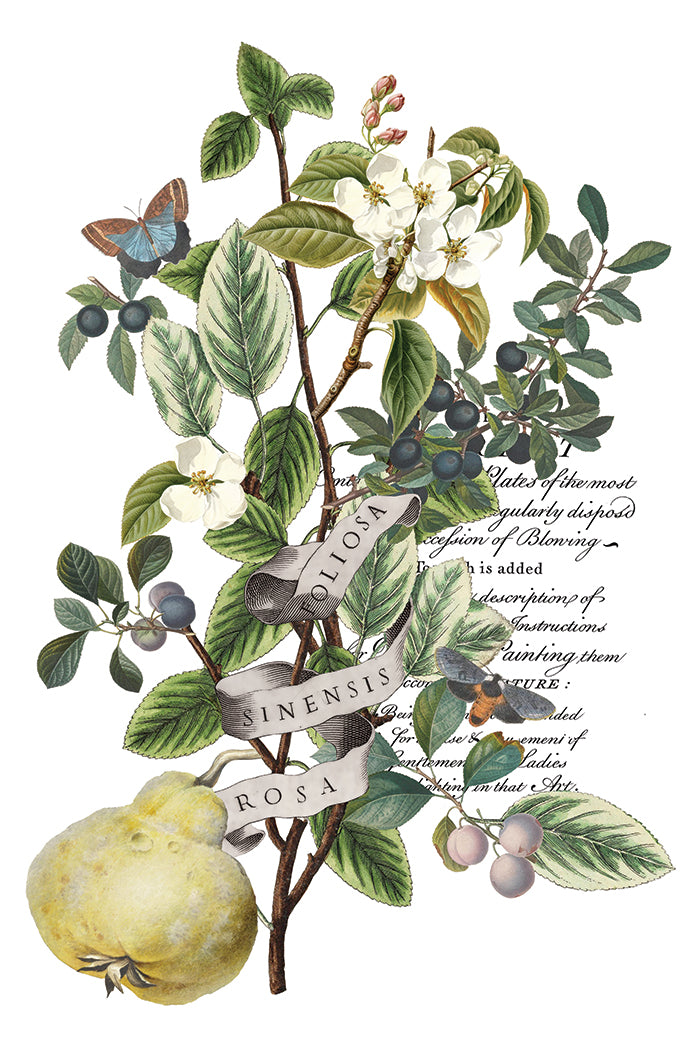 Iron Orchid Designs - Clementine Decor Transfer Pad