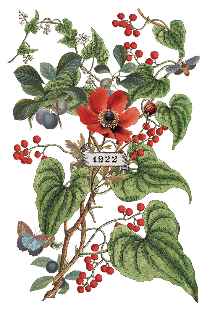 Iron Orchid Designs - Clementine Decor Transfer Pad