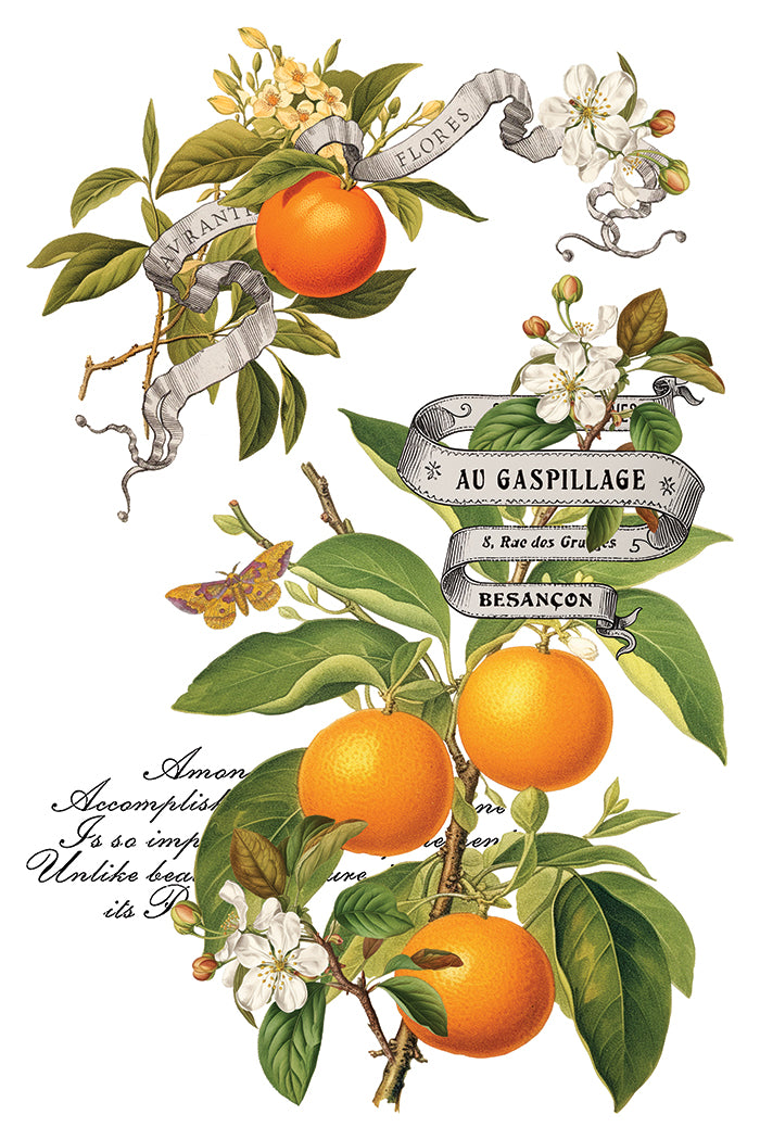 Iron Orchid Designs - Clementine Decor Transfer Pad