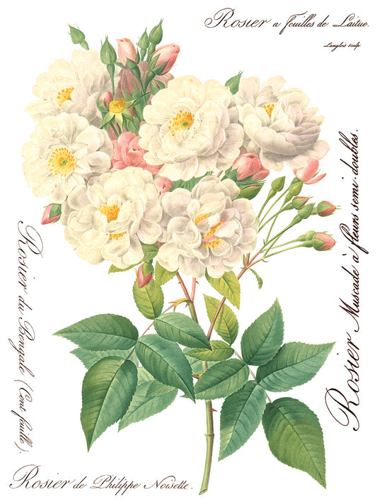 Iron Orchid Designs - Rose Botanical Decor Transfer Pad op