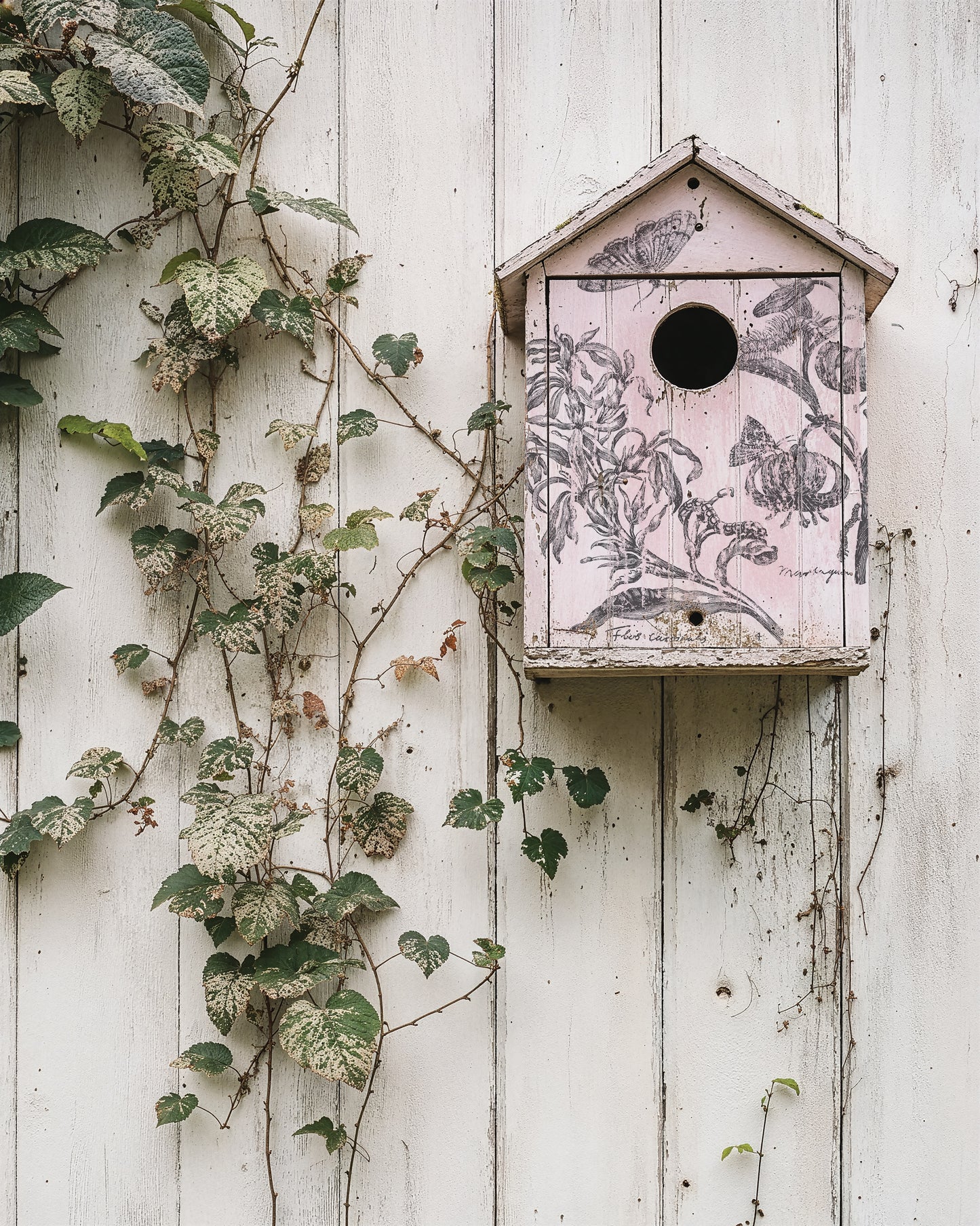 Iron Orchid Designs - Nature's Etchings Decor Stamp