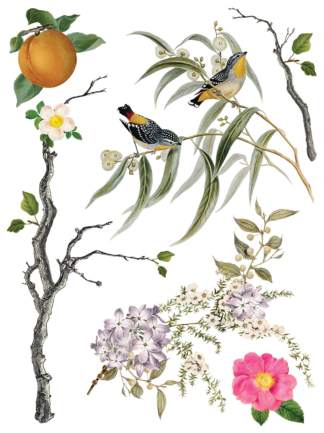 Iron Orchid Designs - Menagerie Decor Transfer Pad