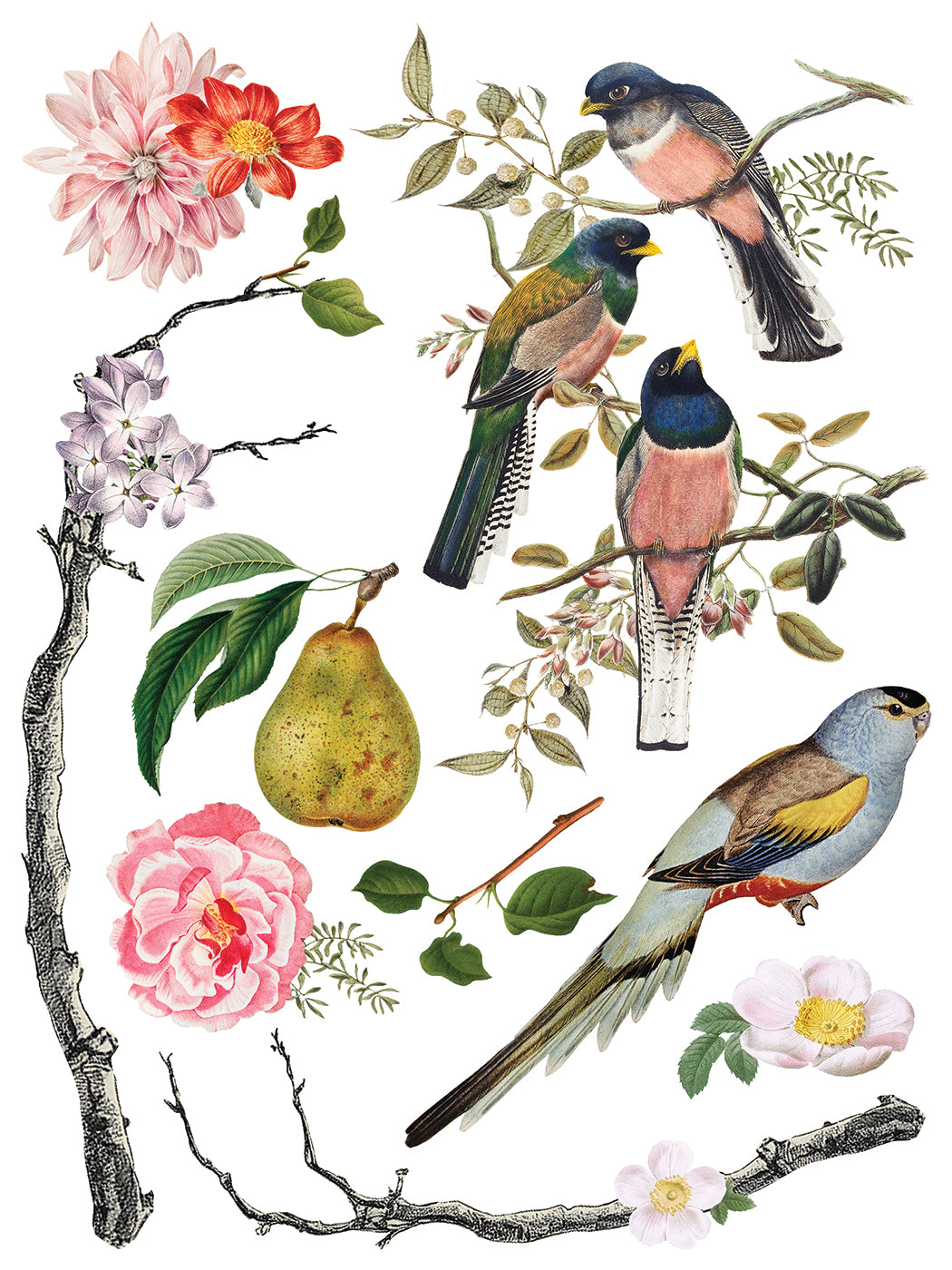Iron Orchid Designs - Menagerie Decor Transfer Pad