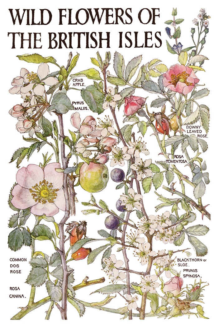 Iron Orchid Designs - Primrose Isle Decor Transfer Pad