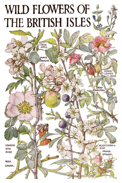 Iron Orchid Designs - Primrose Isle Decor Transfer Pad