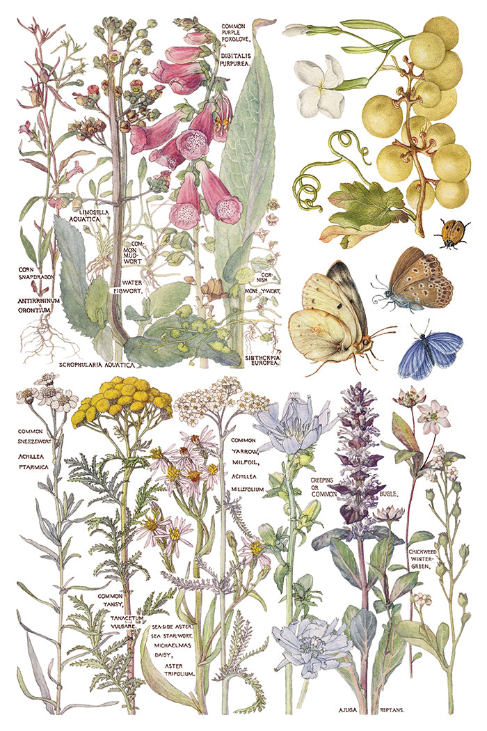 Iron Orchid Designs - Primrose Isle Decor Transfer Pad