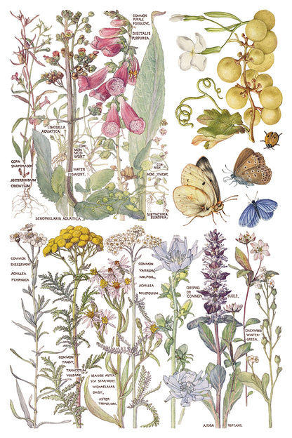 Iron Orchid Designs - Primrose Isle Decor Transfer Pad