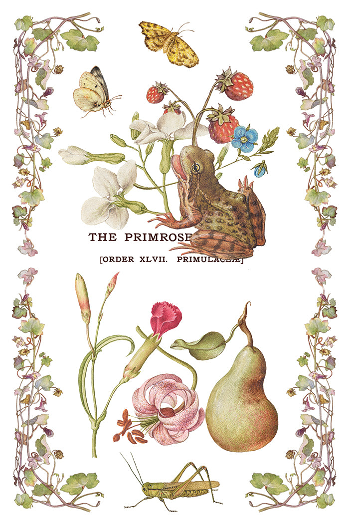 Iron Orchid Designs - Primrose Isle Decor Transfer Pad