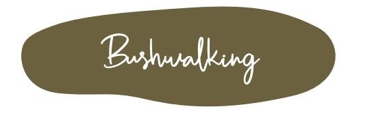 Mint Mineral Paint - Bushwalking - 500ml - Rustic River Home